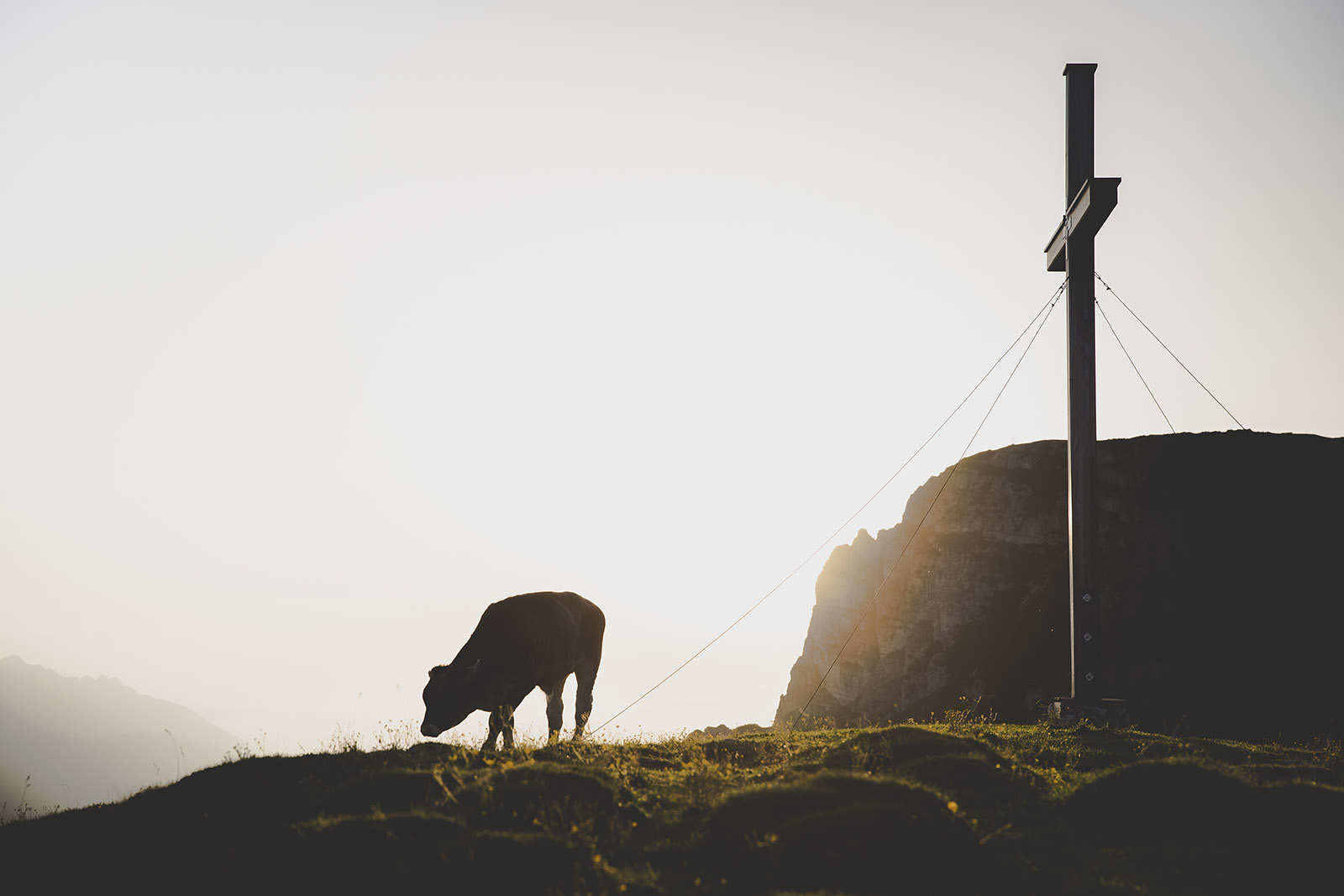  Summer vacation - cows in the mountains